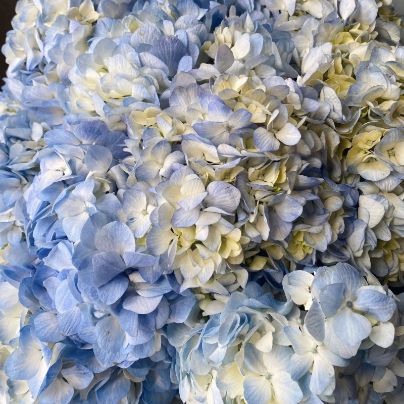 Hydrangea Only