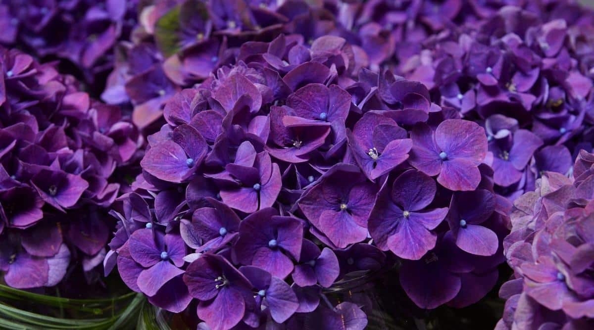 Hydrangea Only