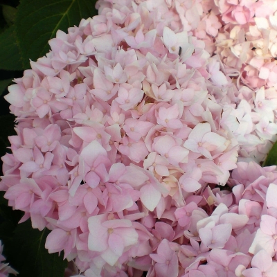 Hydrangea Only