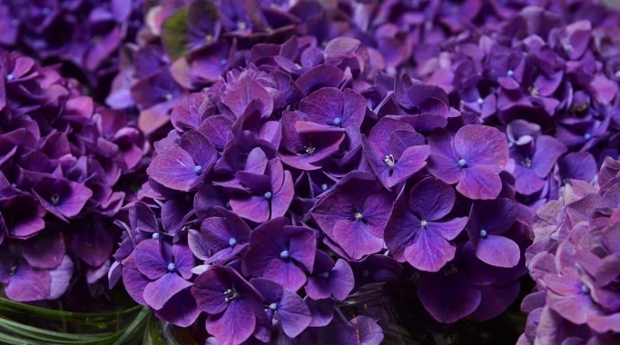 Hydrangea Only